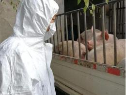 福建省莆田排查出非洲猪瘟疫情 生猪死亡85头